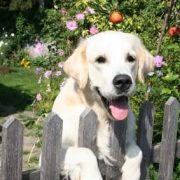 Golden Retriever Timmy